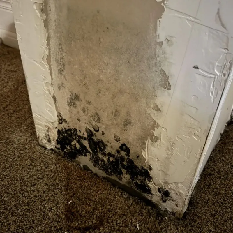 Professional Mold Removal in Spencer County, KY